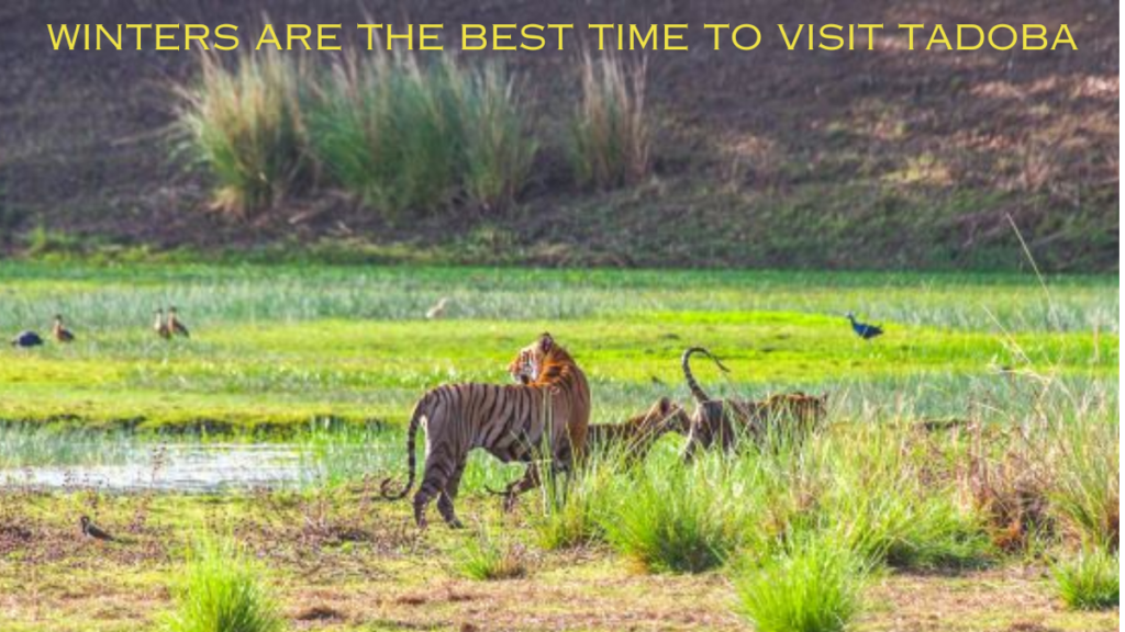 In winter, you enjoy Tadoba's jungle safari is a different experience. 