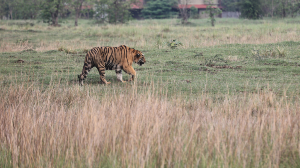 established his own empire over a large area of this tiger reserve.