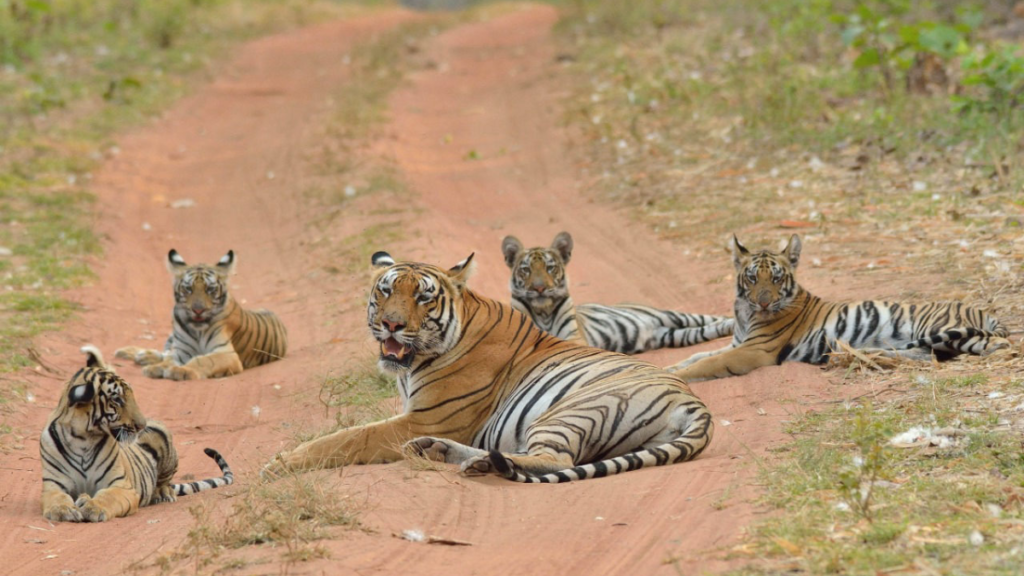 According to the 2023 Phase  reports , the Tadoba-Andhari Tiger Reserve (TATR) has 44 male and 47 female tigers. 